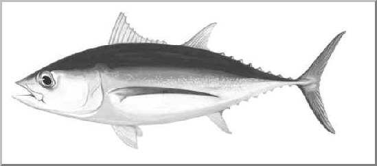 Albacore - Longfin Tuna
